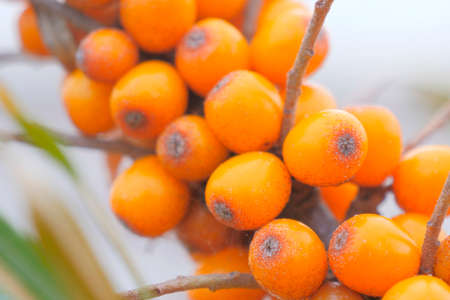 Beautiful orange sea buckthorn on a branch.の写真素材