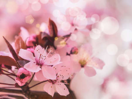 Spring blooming flowers and sun flare Spring.の写真素材
