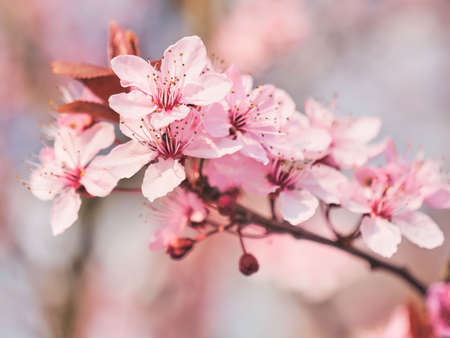 Spring blooming tree. Sunny day. Spring flowers.の写真素材