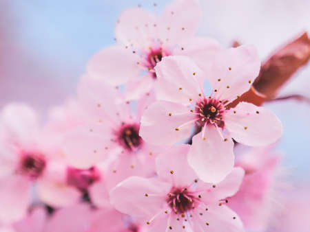 Blooming Spring flowers. Springtimeの写真素材