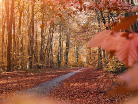 Beautiful alley in a parkの写真素材