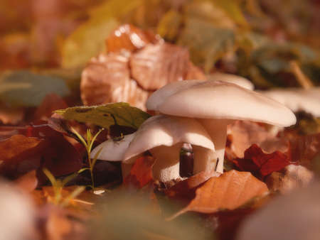 Ripe mushroom in yellow leaves vintage toned photo.の写真素材