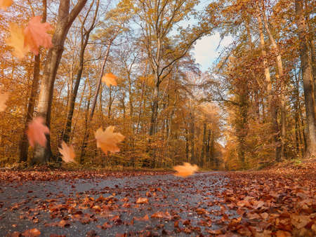 Leaf fall in Beautiful alley, park with colorful treesの写真素材