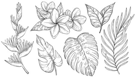 Set of tropical leaves. Palm, banana leaf, monstera, heliconia and Frangipani flowers. Black and whiteのイラスト素材