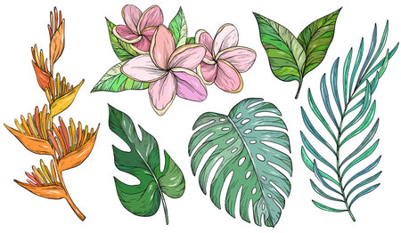 Set of tropical leaves. Palm, banana leaf, monstera, heliconia and Frangipani flowersのイラスト素材