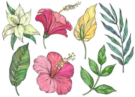 Set of tropical leaves. Tropical flowers and plantsのイラスト素材