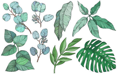Set with leaves. Botanical illustration. Foliage, monstera, eucalyptus. Floral set.のイラスト素材