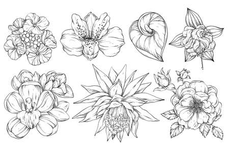 Collection of flowers, vector illustration. Black and whiteのイラスト素材