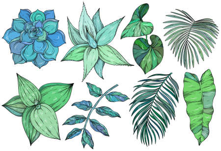 Botanical illustration. Foliage, aloe, cactus, palm branch. Floral set.のイラスト素材