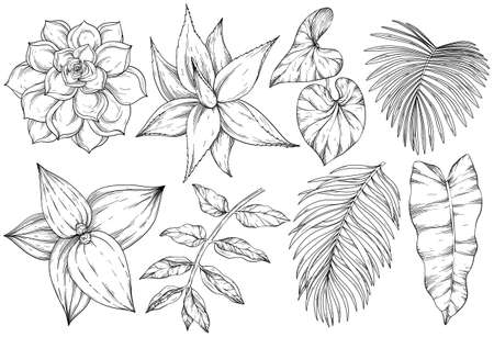 Botanical illustration. Foliage, aloe, cactus, palm branch. Floral set. Black and whiteのイラスト素材