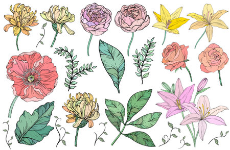 Vintage floral set. Flowers and leaves, summer plants. Floral design.のイラスト素材