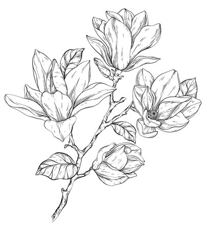 Beautiful Black and white magnolia flowers brunch.のイラスト素材
