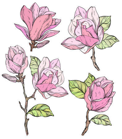 Set of Beautiful magnolia flowers plants.のイラスト素材