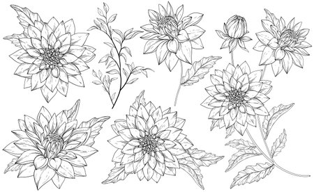 Set with hand drawn chrysanthemums. Black and whiteのイラスト素材