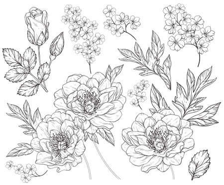 Set with peony flowers and leaves. Black and whiteのイラスト素材