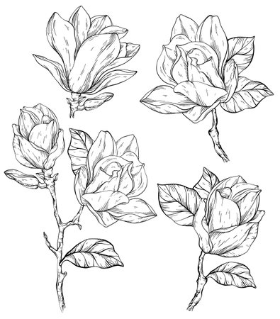Set of Beautiful Black and white magnolia flowers plants.のイラスト素材