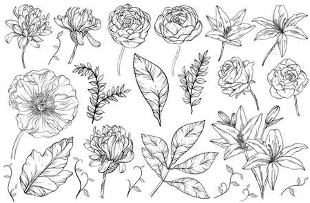 Vintage floral set. Flowers and leaves, summer plants. Floral design. Black and whiteのイラスト素材