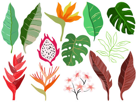 Set of tropical leaves, flowers, plants and fruitのイラスト素材