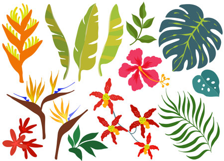 Set of tropical leaves, flowers and plantsのイラスト素材