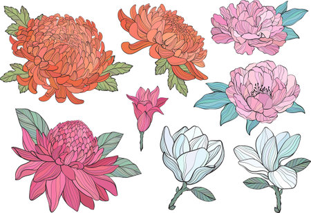 Set of Peony, chrysantea, magnolia, Torch gingerのイラスト素材