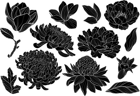 Peony, chrysantea, magnolia, Torch gingerのイラスト素材