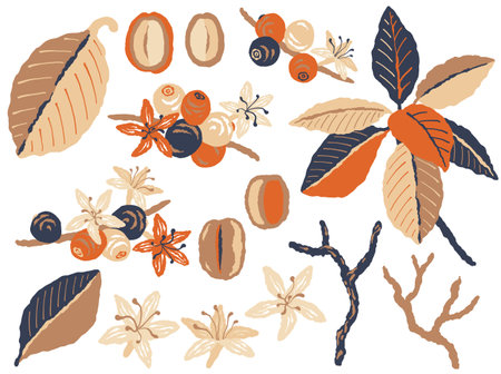 Branches of coffee Plant with Fruits and flowers.のイラスト素材