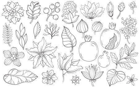 Set of Garnet fruit, flowers, leaves and plants.のイラスト素材