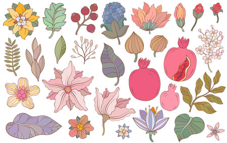 Pomegranate fruit, flowers, leaves and plants.のイラスト素材