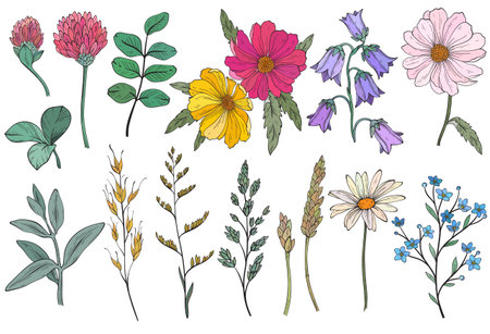 Collection of different wild herbs and flowerのイラスト素材