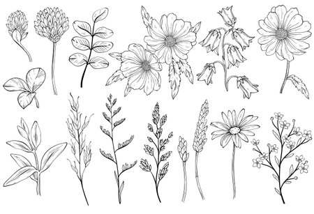 Collection of black and white wild herbs flowerのイラスト素材