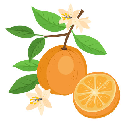slices of oranges, Orange juice Flavor Fruit, Nutritious Orange brunch and flowersのイラスト素材