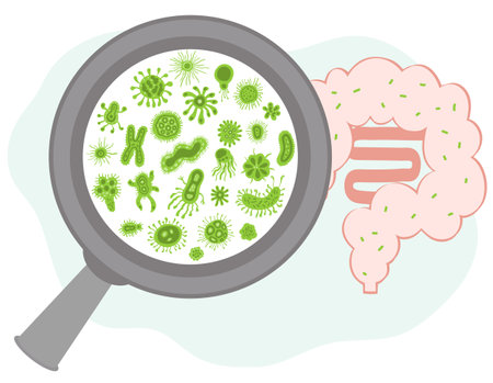 bacteria magnifying glass highlighting microbiota inside the human intestineのイラスト素材