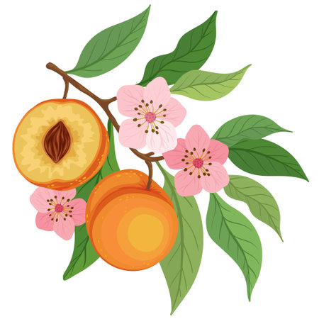 peach tree branch with peach, flowers and leavesのイラスト素材