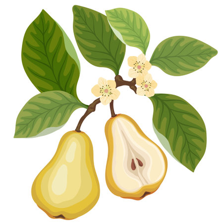 Fresh pear and pear half on brunch tree with flowersのイラスト素材