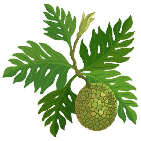 Ripe breadfruit with leaves on a white background.のイラスト素材