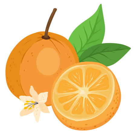 slices of oranges, Orange juice Fruit, Nutritious Orange leaves and flowersのイラスト素材