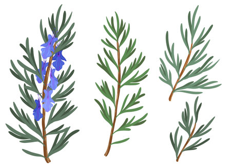 rosemary , isolated on a white background, rosemary plant and flowersのイラスト素材