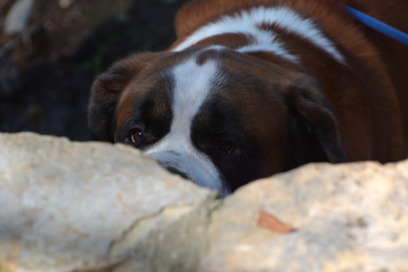 Saint-Bernard peeking behind the stone wallの写真素材