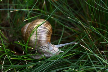 Escargot on the grassの写真素材