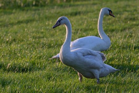 Swan on the grass - Netherlandの写真素材