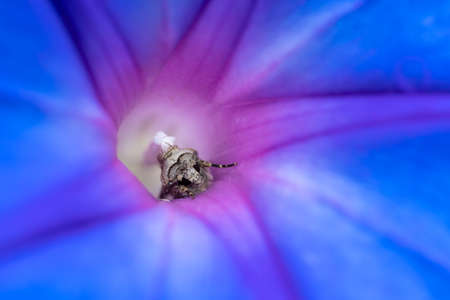 Insect in a blue morning glory