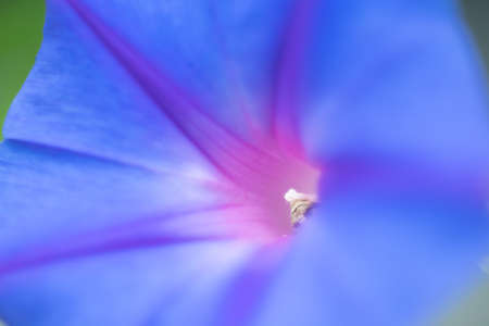 Insect in a blue morning gloryの写真素材