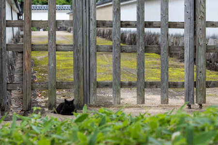 Cat and wooden fence - Himeji, Japanの写真素材