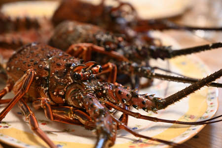 Fresh sashimi of spiny lobster - Owase, Mie, Japanの写真素材