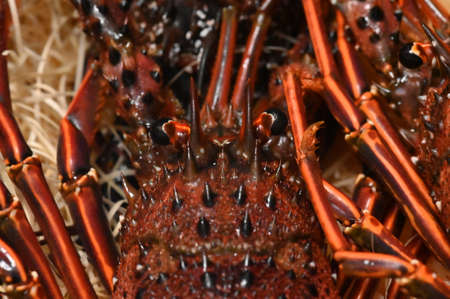 Fresh spiny lobster - Owase, Mie, Japanの写真素材
