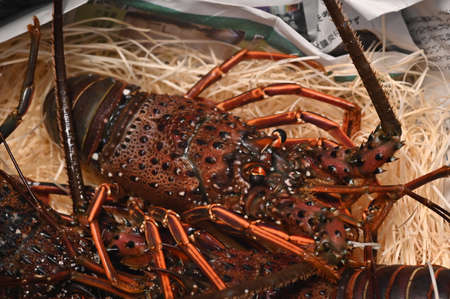 Fresh spiny lobster - Owase, Mie, Japan