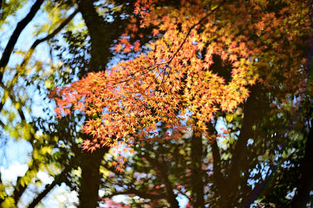 Autumnal tints - Tatsuno, Japanの写真素材