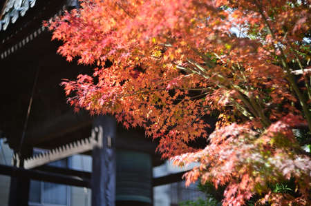 Autumnal tints - Tatsuno, Japanの写真素材