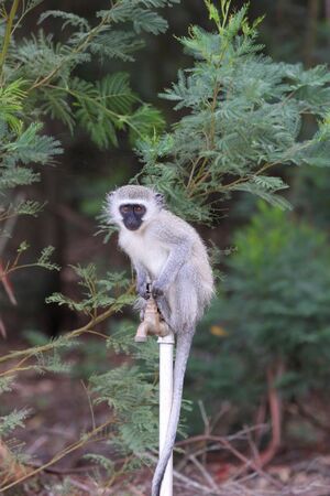 Monkey on a tapの写真素材