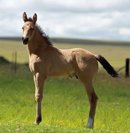 Young foal standing squareの写真素材